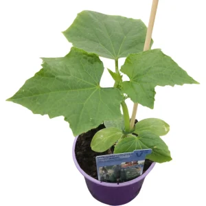 Veredelt-Mini-Schlangengurke ‚Prado F1‘ | 12 cm Topf