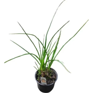 Fackellilie, Raketenblume ‚Papaya Popsicle‘ | 12 cm Topf
