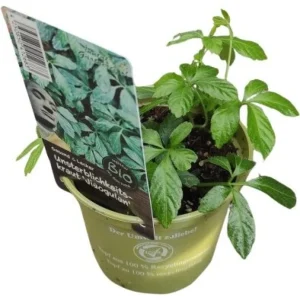 BIO-Jiaogulan, Kraut der Unsterblichkeit | *12 cm Topf