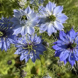 Jungfer im Grünen (Nigella damascena) Saatgut