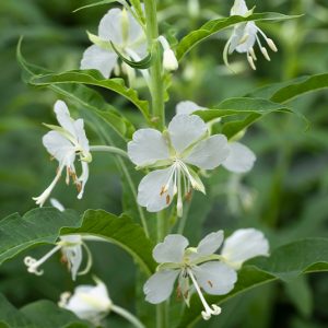 Epilobium angustifolium ‚Hanna‘ – Weißes Weidenröschen