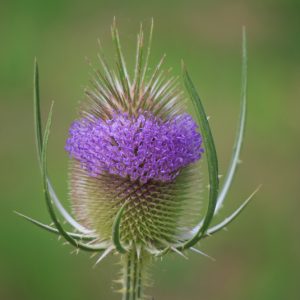 Wilde Karde (Dipsacus fullonum) Saatgut