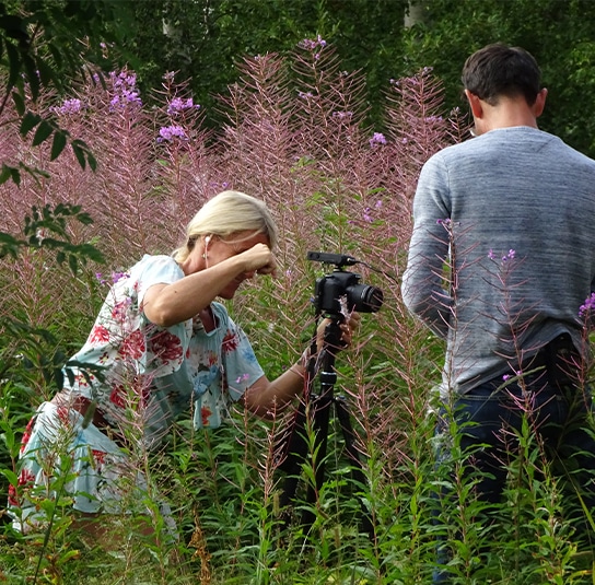 Epilobium angustifolium – Rallarros, Schmalblättriges Weidenröschen – Bild 4