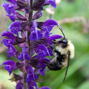Veronica longifolia – Langblättriger Ehrenpreis
